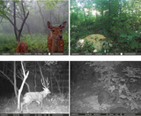 Caméra de chasse 20Mpx, photos d'animaux sauvages ou surveillance extérieure à détection de mouvements. Infrarouge, vision nocturne