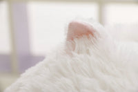 Peluche chat obèse, 30 à 50cm. Coussin chat persan mignon