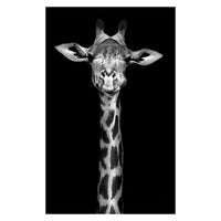 Toiles animaux de la savane, posters photos noir et blanc, Lion Éléphant Girafe Cheval