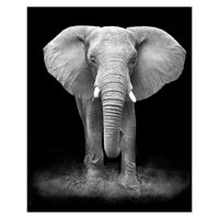 Toiles animaux de la savane, posters photos noir et blanc, Lion Éléphant Girafe Cheval