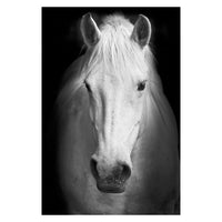 Toiles animaux de la savane, posters photos noir et blanc, Lion Éléphant Girafe Cheval