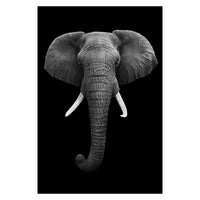 Toiles animaux de la savane, posters photos noir et blanc, Lion Éléphant Girafe Cheval