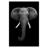 Toiles animaux de la savane, posters photos noir et blanc, Lion Éléphant Girafe Cheval