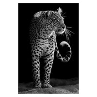 Toiles animaux de la savane, posters photos noir et blanc, Lion Éléphant Girafe Cheval