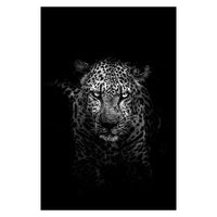 Toiles animaux de la savane, posters photos noir et blanc, Lion Éléphant Girafe Cheval