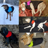 Veste pour chien et chiot. Manteau waterproof doudoune imperméable
