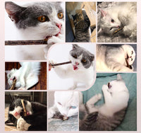 Lot de bâtons de matatabi pour chat - herbe à chat d’extrême orient